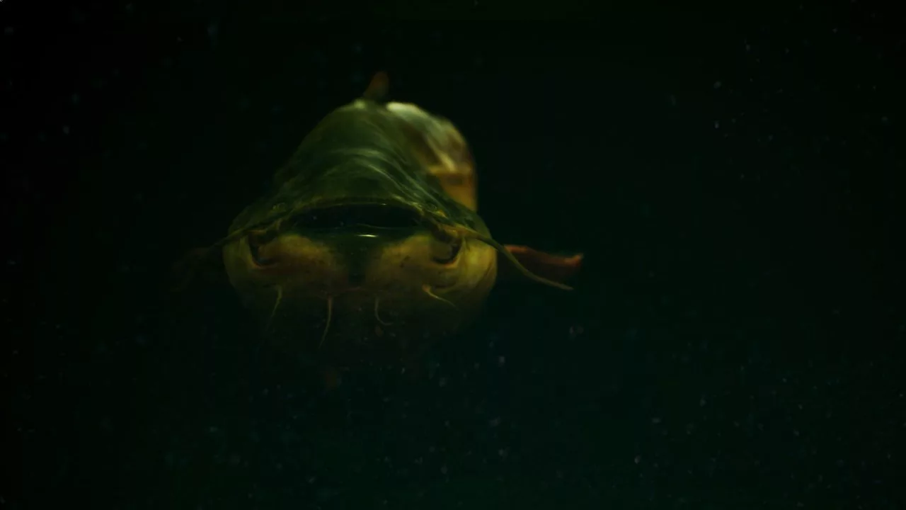 Купить The Catch: Carp & Coarse на Xbox